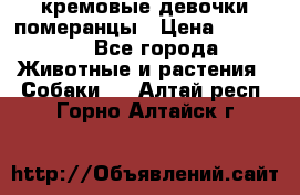 кремовые девочки померанцы › Цена ­ 30 000 - Все города Животные и растения » Собаки   . Алтай респ.,Горно-Алтайск г.